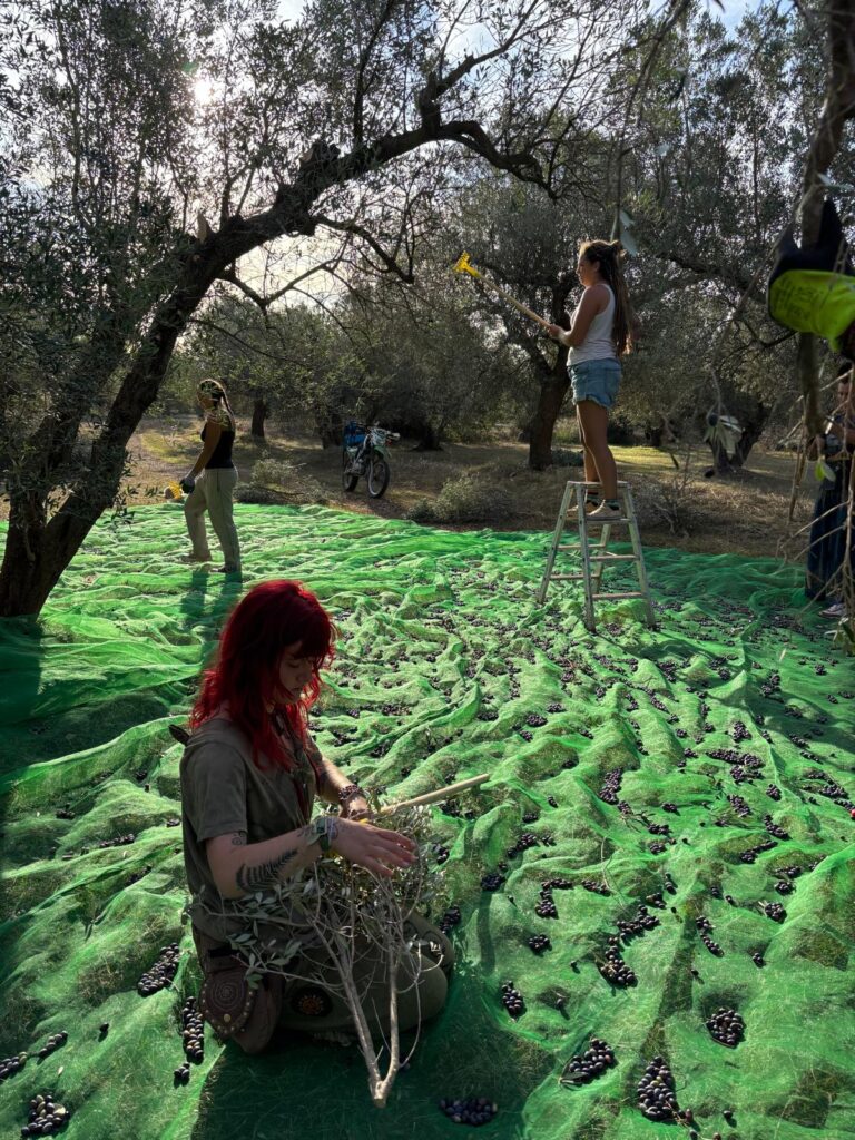 🫒✨ The Harvest Has Begun 🌿☀️