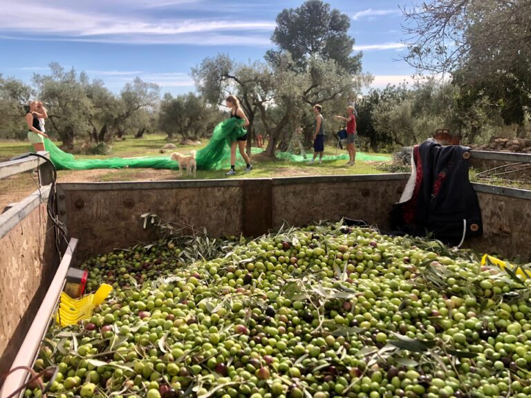 🌿✨ Finca Almalibra – From Tree to Press, Within 48 Hours ✨🌿