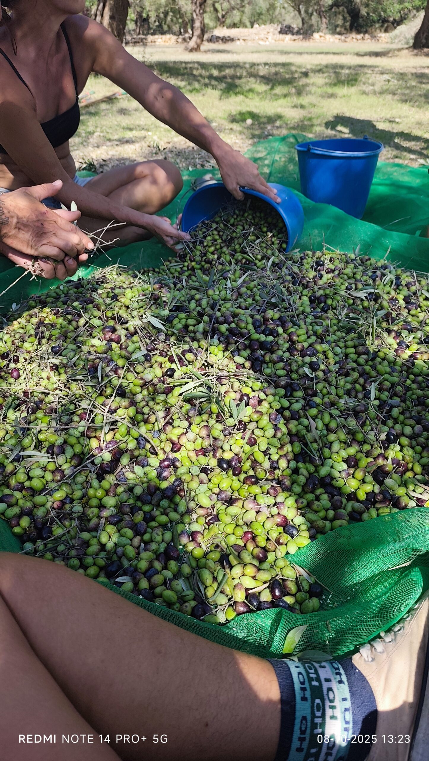 artisanal Spanish extra virgin olive oil harvest