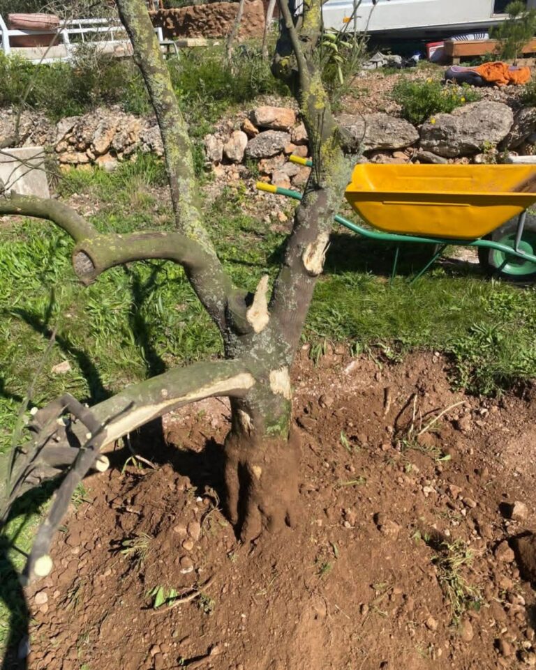 A second chance for an old orange tree