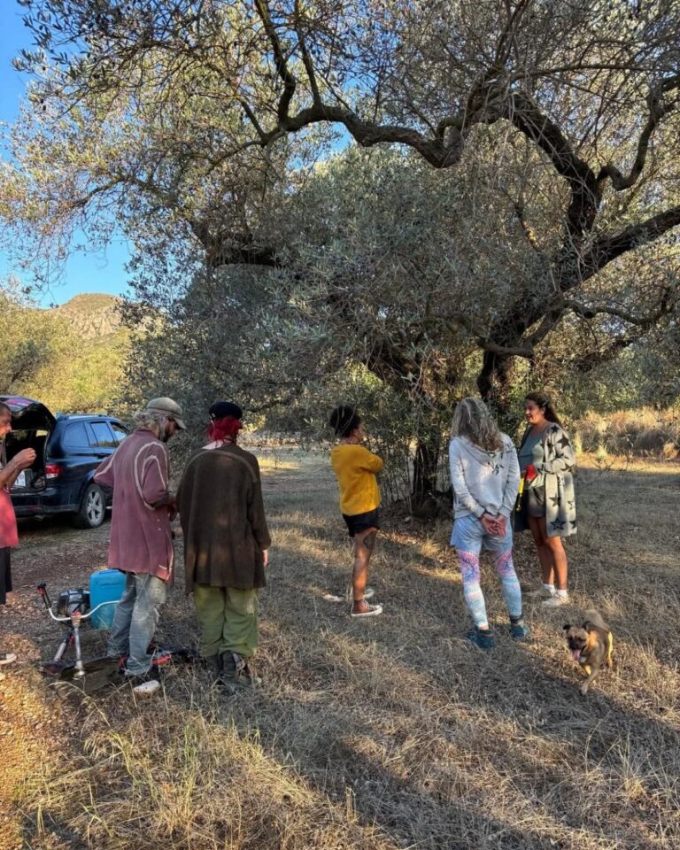 🌿 New Olive Adventure at Finca Almalibra 🌿