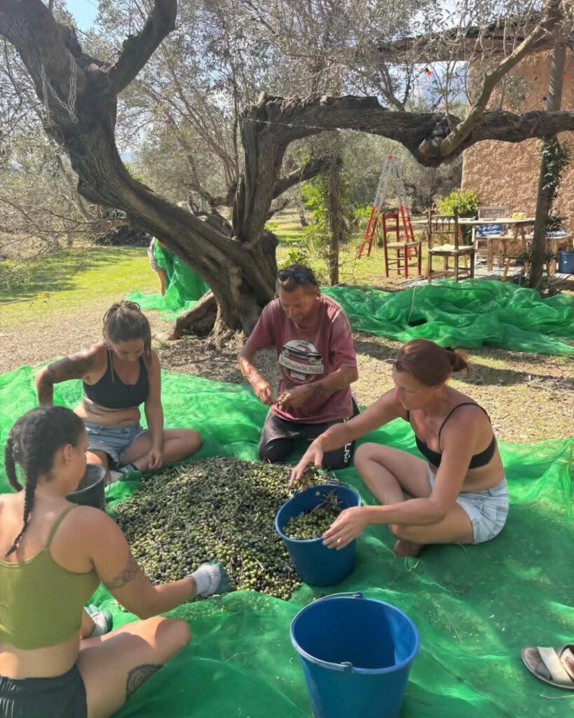 Artisanal Spanish extra virgin olive oil harvest in Spain