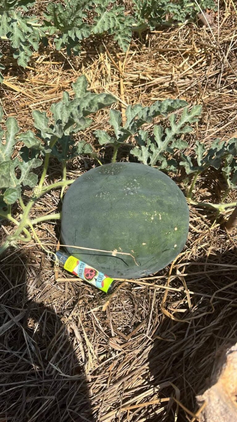 🌱🍉 The Watermelon Adventure Continues…