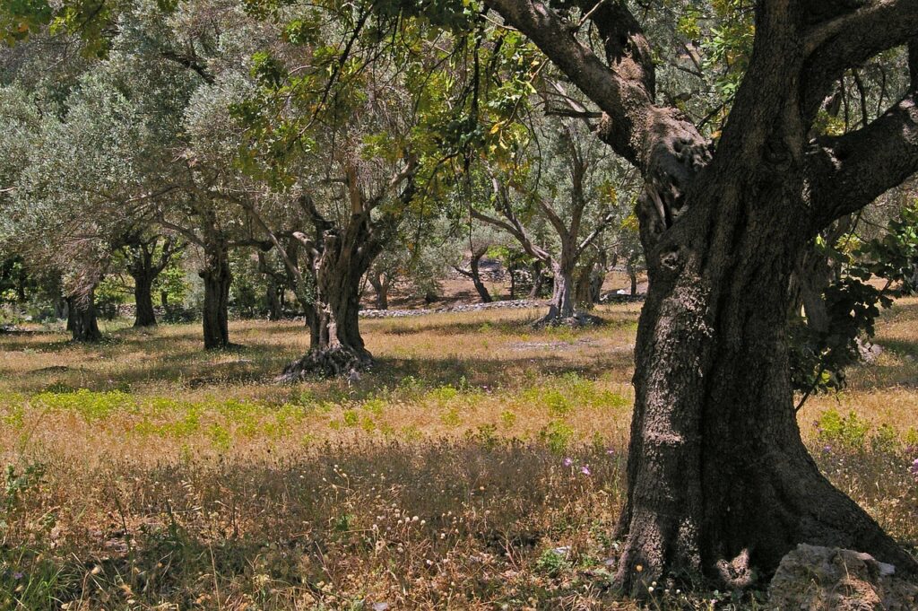 olive trees, old, olive tree, tree trunk, wood, olives, tree, plantation, meal, food, oily, oil, kitchen, healthy, nourishment, feed, meadow, summer, greece, samos, vacations, heat, hike, grasses, leaves